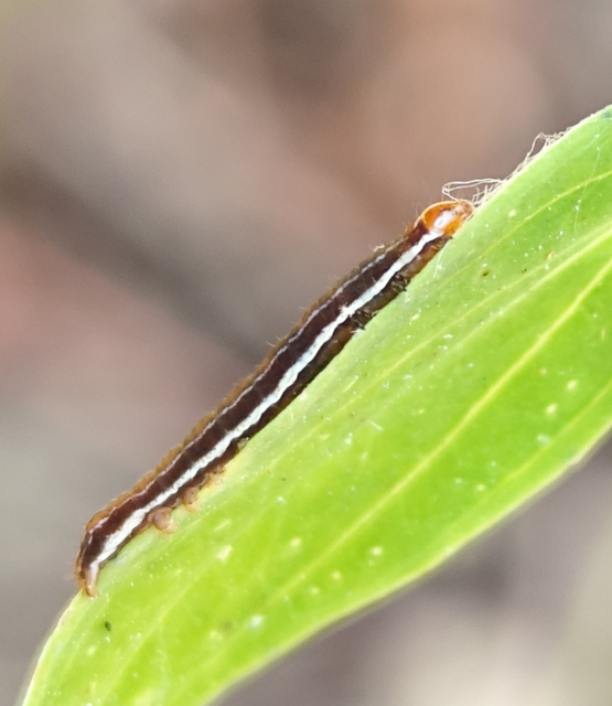 Chloantha hyperici - orbáncfű-sugarasbagoly
