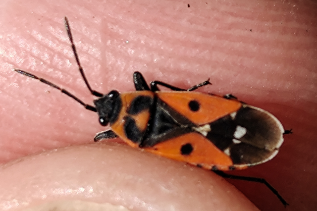 Melanocoryphus albomaculatus - nagy fehérfoltos-bodobács