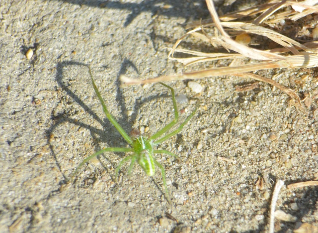 Heriaeus oblongus
