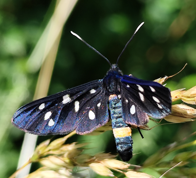 Amata phegea - fehérpettyes álcsüngőlepke