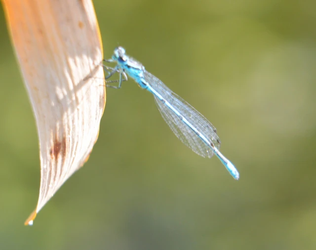 Coenagrion puella - azúrkék légivadász