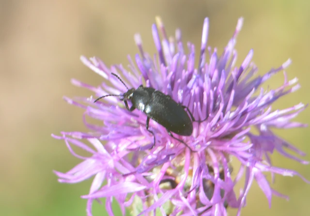 Podonta nigrita - szerecsenbogár