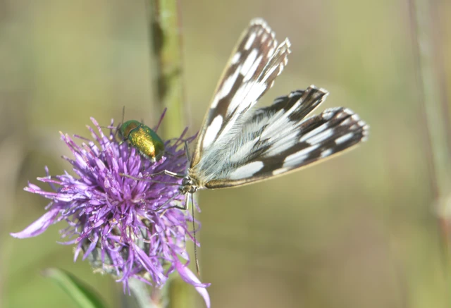 Melanargia galathea - sakktáblalepke