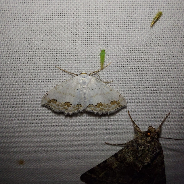 Scopula ornata - díszes fehéraraszoló