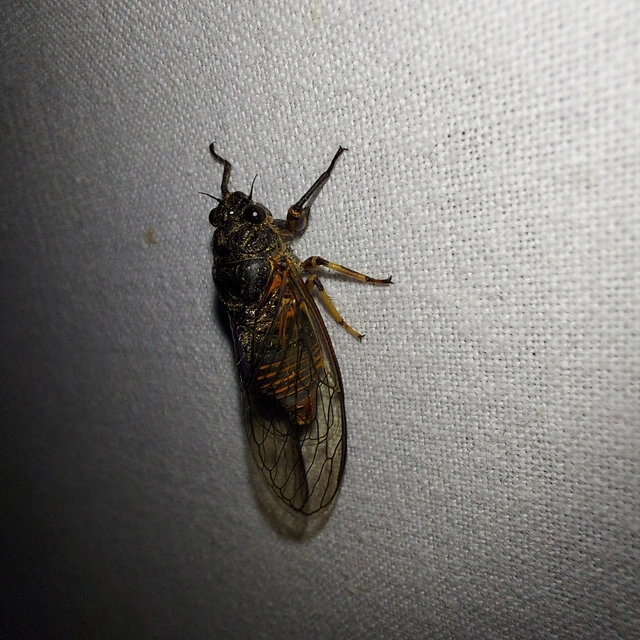 Cicadetta montana