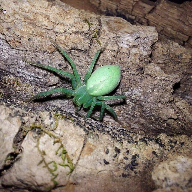 Micrommata virescens - hunyópók