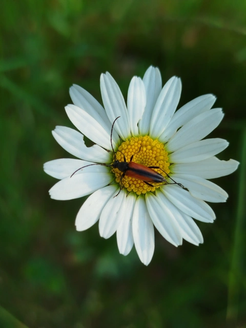 Stenurella melanura - feketevégű karcsúcincér