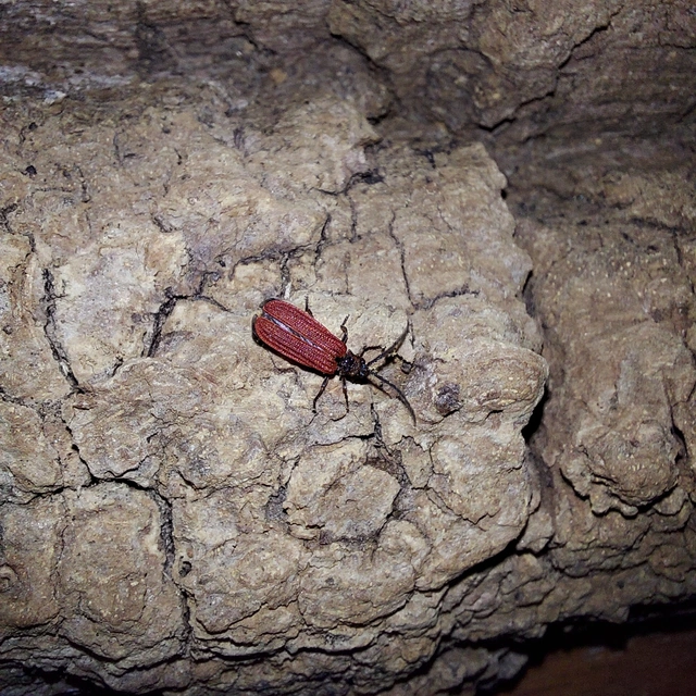 Pyropterus nigroruber - skarlátvörös hajnalbogár