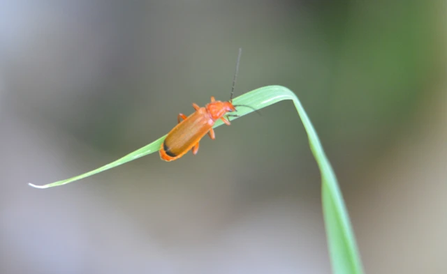Rhagonycha fulva - feketevégű lágybogár