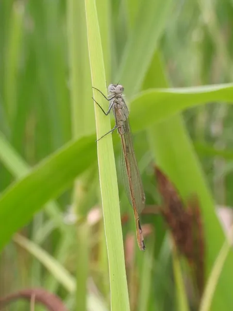 Ischnura elegans pontica - kéköves légivadász