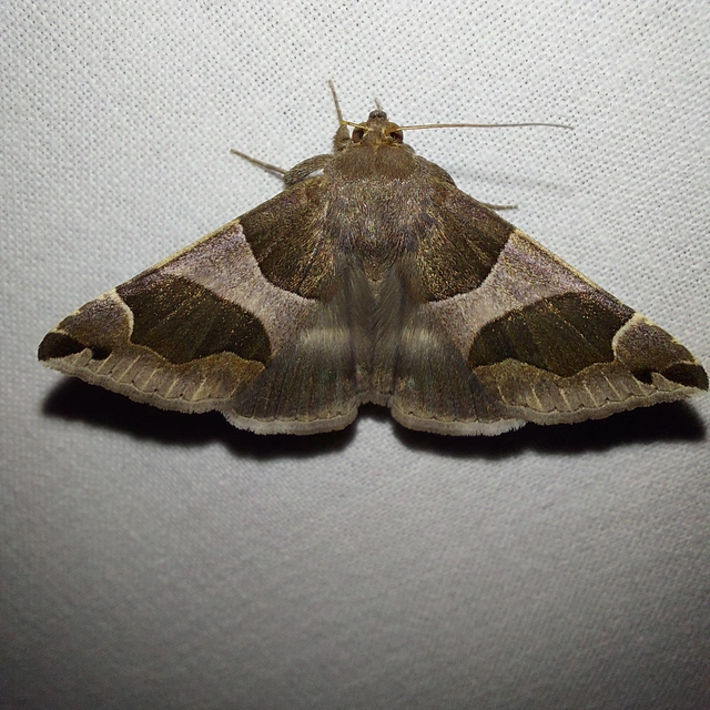 Dysgonia algira - déli porcelánbagoly