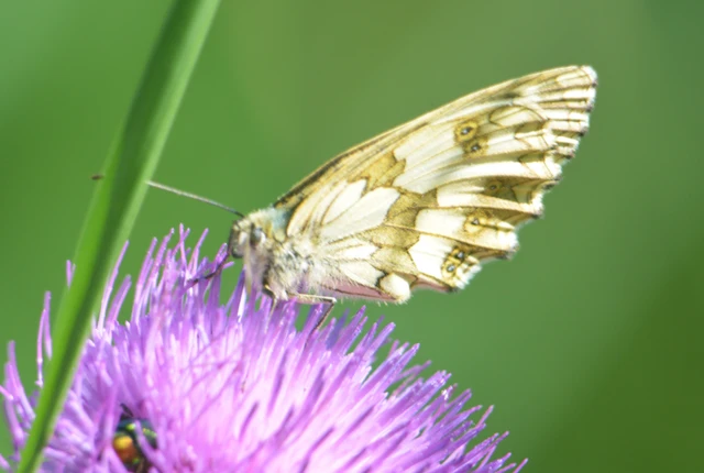 Melanargia galathea - sakktáblalepke