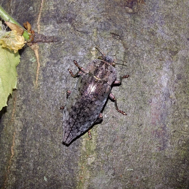 Dicerca berolinensis - bükkfa-díszbogár