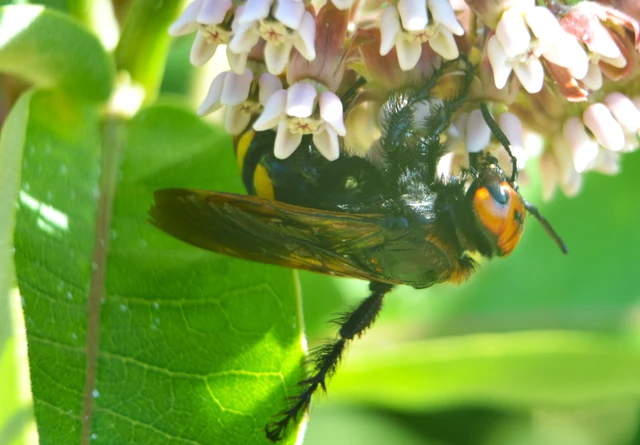 Megascolia maculata - óriás-tőrösdarázs