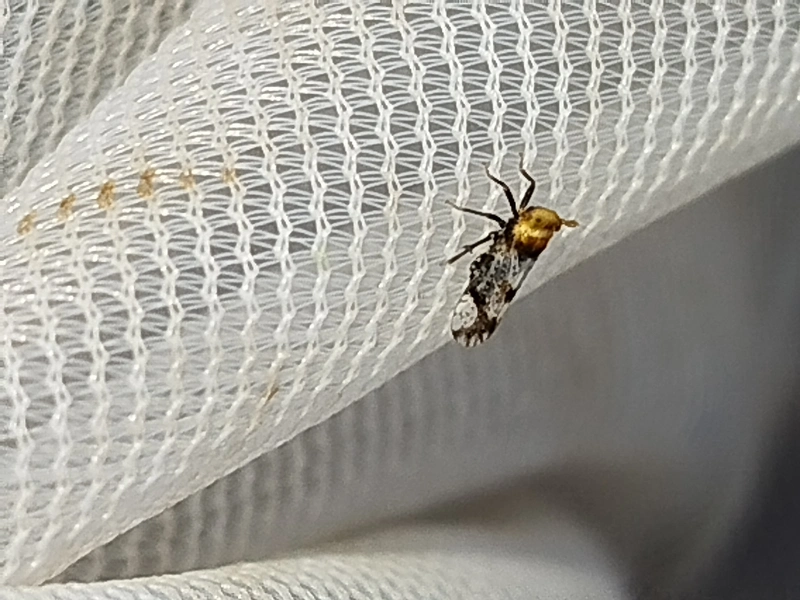 Conomelus