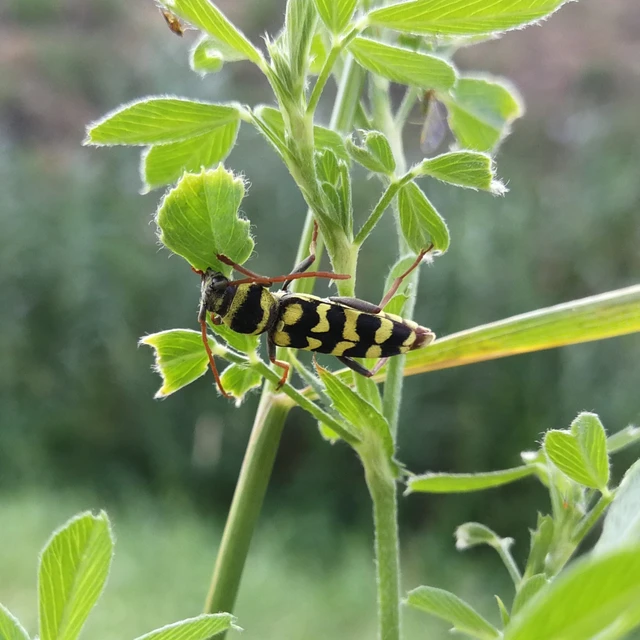 Echinocerus floralis - lucerna-darázscincér