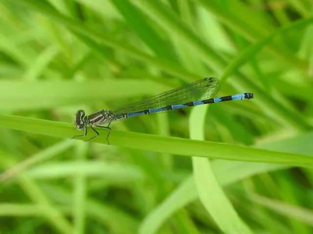 Coenagrion ornatum - díszes légivadász