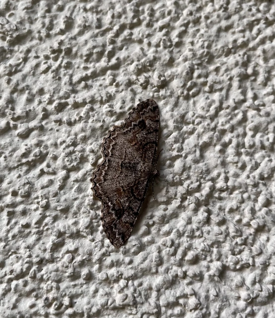 Alcis repandata - foltos faaraszoló