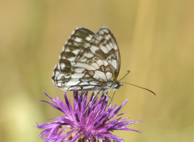 Melanargia galathea - sakktáblalepke