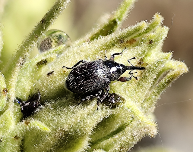 Rhinusa asellus - szőrcsillagos ökörfarkkóró-ormányos