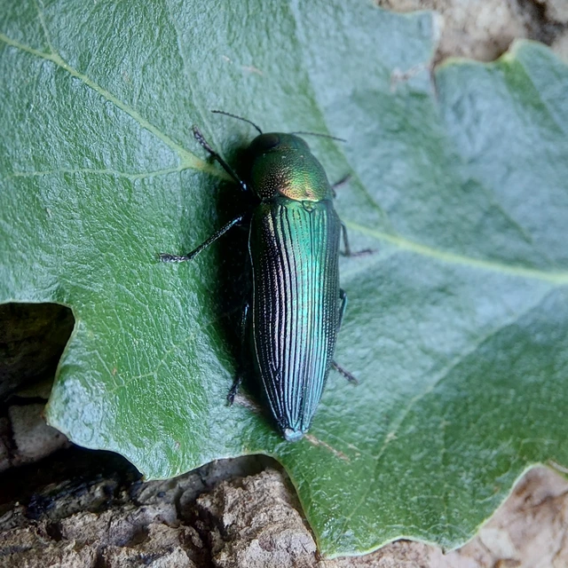 Eurythyrea quercus - tölgy-díszbogár