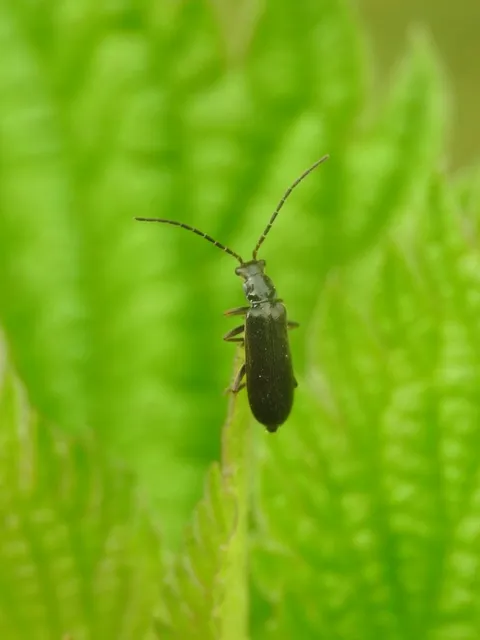 Rhagonycha elongata