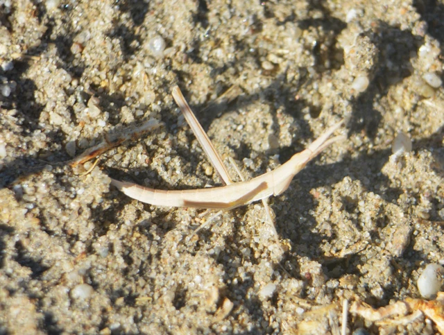 Acrida ungarica - sisakos sáska Acrida ungarica - sisakos sáska