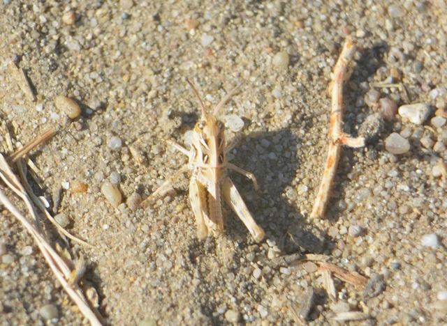 Oedaleus decorus - szalagos sáska