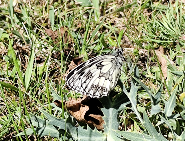 Melanargia galathea - sakktáblalepke