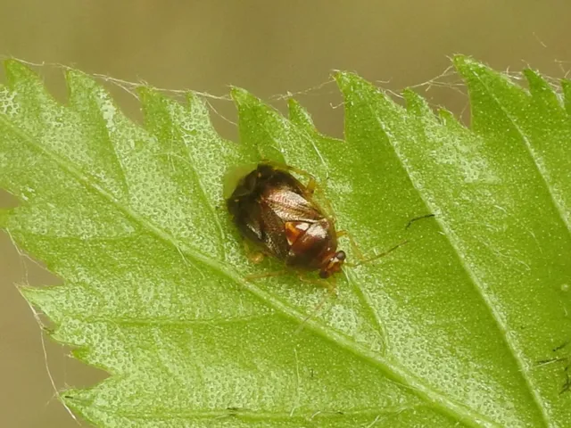 Deraeocoris