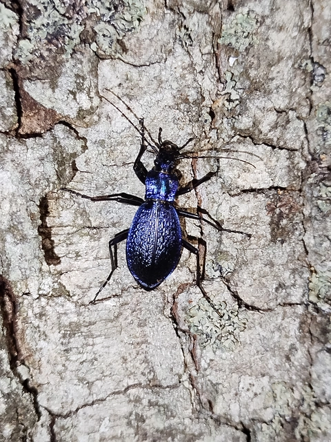Carabus intricatus - kék laposfutrinka