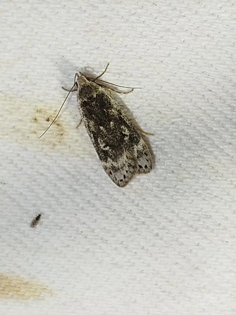 Anacampsis blattariella - nyírsodró sarlósmoly