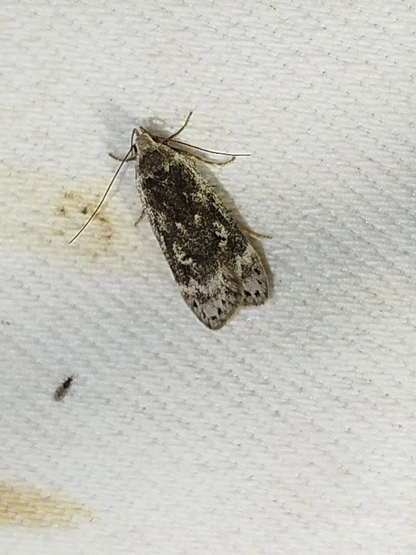 Anacampsis blattariella - nyírsodró sarlósmoly