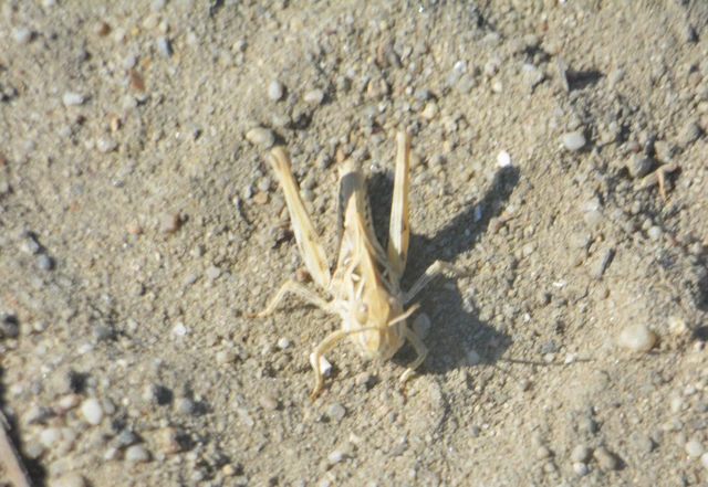 Oedaleus decorus - szalagos sáska