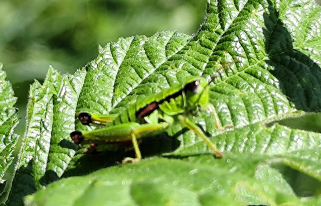 Odontopodisma
