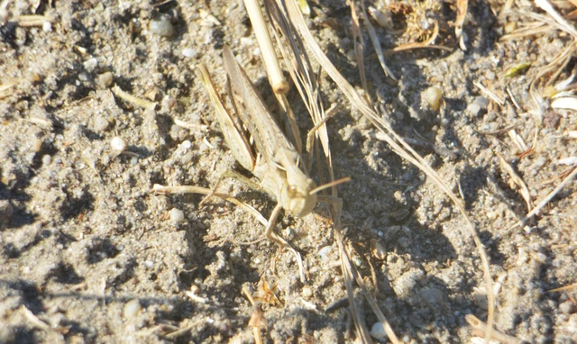 Chorthippus (Glyptobothrus) (subgenus)