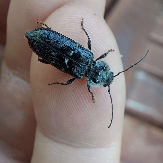 Hylotrupes bajulus - házicincér