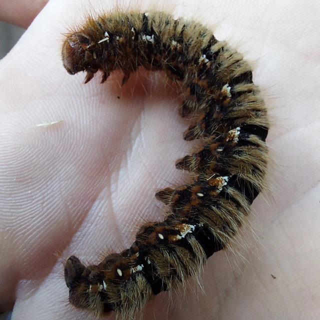 Lasiocampa quercus - tölgyfaszövő