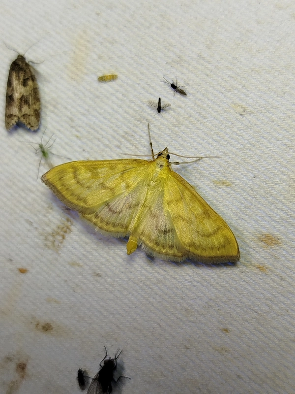 Paratalanta hyalinalis - üvegszárnyú tűzmoly