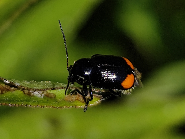 Cryptocephalus biguttatus