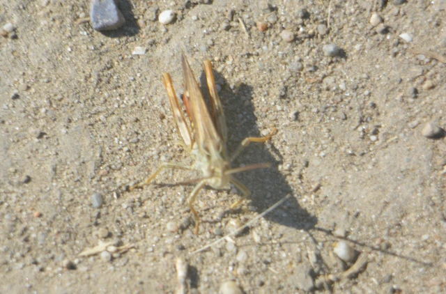 Chorthippus (Glyptobothrus) (subgenus)