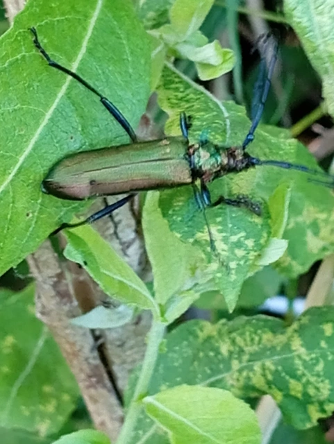 Aromia moschata - pézsmacincér