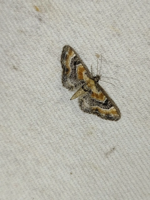 Eupithecia linariata - vonalas törpearaszoló