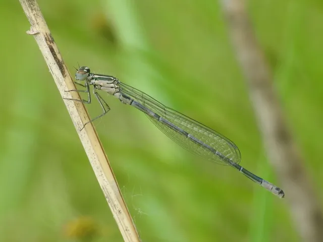 Coenagrion puella - azúrkék légivadász