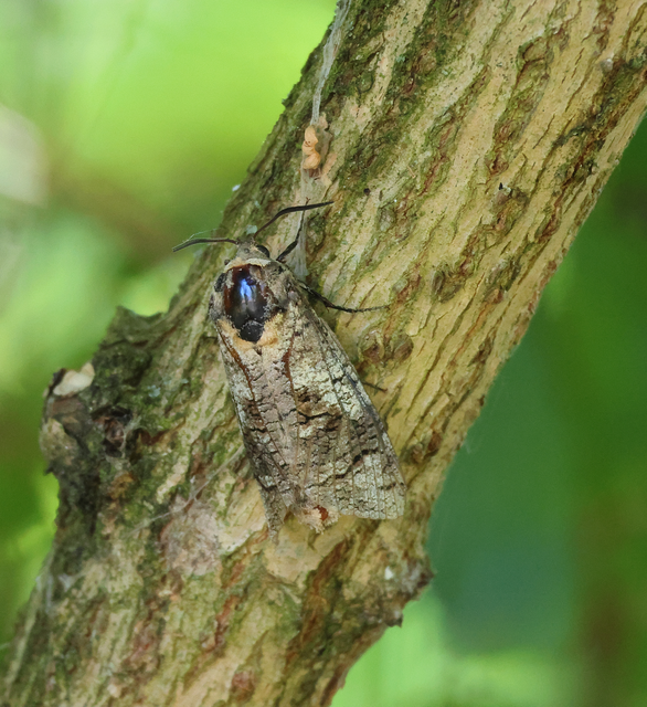 Cossus cossus - fűzfarontólepke