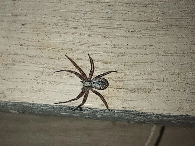 Philodromus