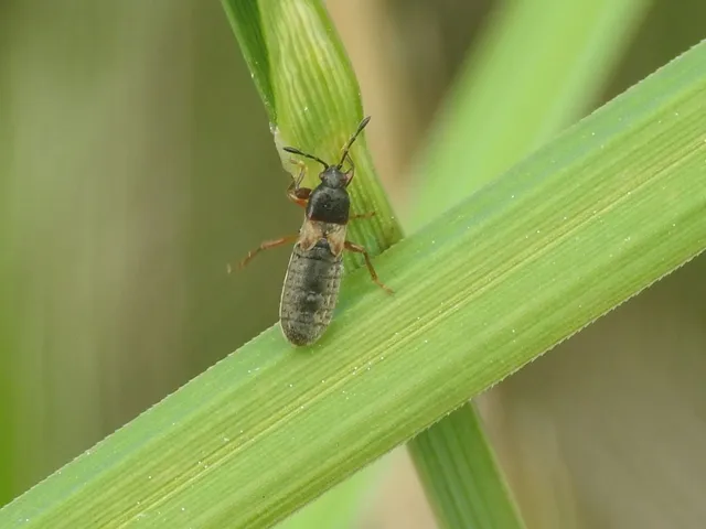 Dimorphopterus blissoides - keleti karcsúbodobács