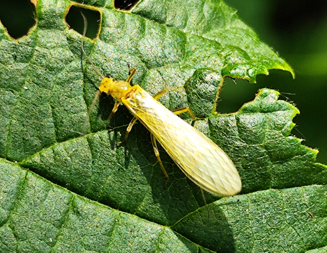 Isoperla
