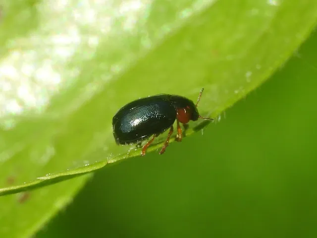 Smaragdina