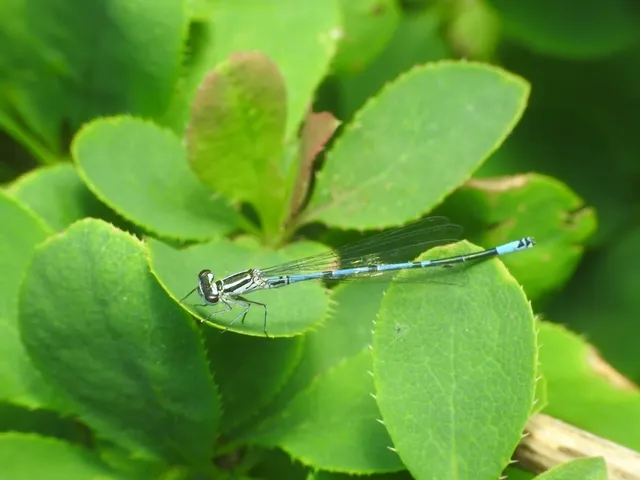 Coenagrion puella - azúrkék légivadász